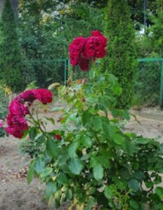 Rewal - Aleja Róż