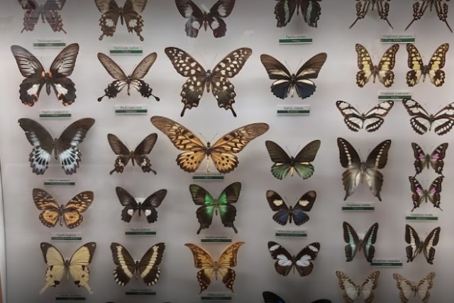 Atrakcje we Władysławowie - Muzeum Motyli