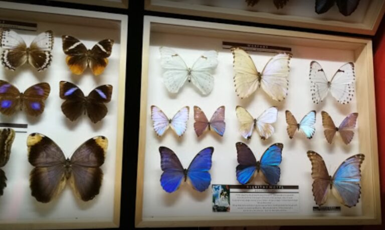 Gablota w Muzeum Motyli
