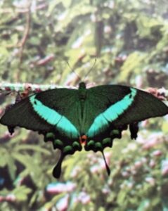 Motyl w motylarni