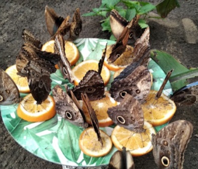 Władysławowo - motyle podczas posiłku