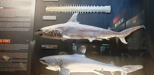 Rekin- atrakcje w Gdyni