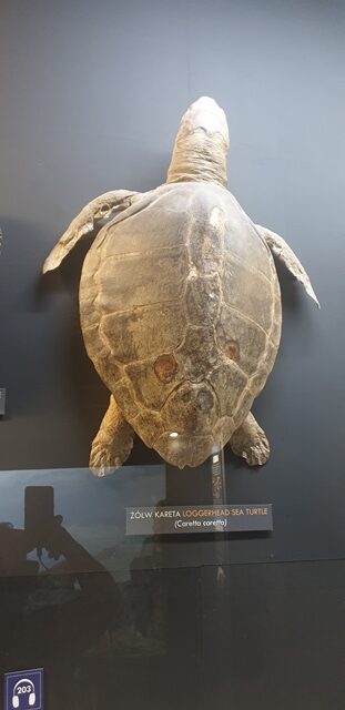 Żółw-Akwarium Gdyńskie